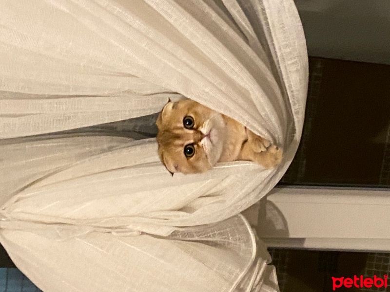 Scottish Fold, Kedi  Bal fotoğrafı