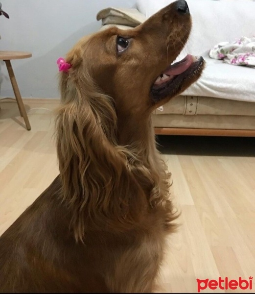 İngiliz Cocker Spaniel, Köpek  Nora fotoğrafı