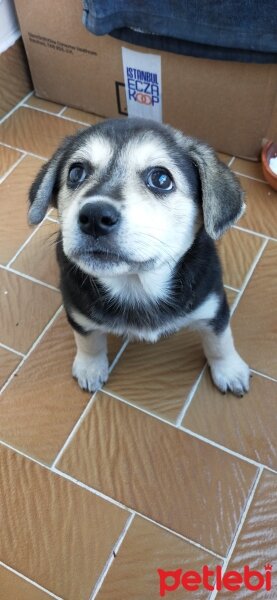 Sokö (Sokak Köpeği), Köpek  Maya fotoğrafı