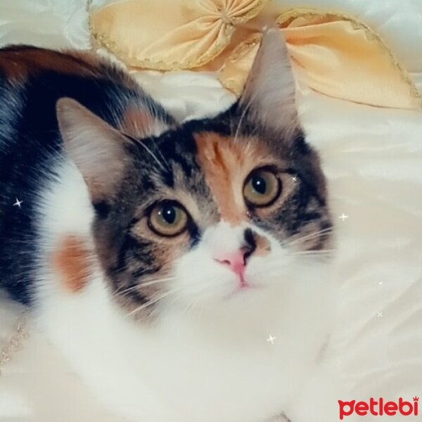 Tekir Kedi, Kedi  LUNA fotoğrafı