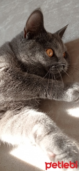British Shorthair, Kedi  Gölge fotoğrafı