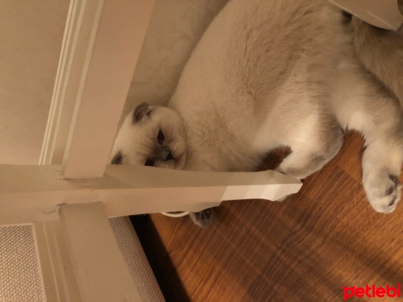 Scottish Fold, Kedi  Paşa fotoğrafı