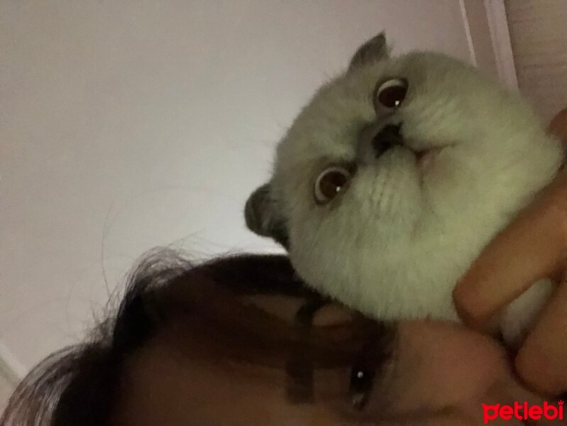 Scottish Fold, Kedi  Paşa fotoğrafı