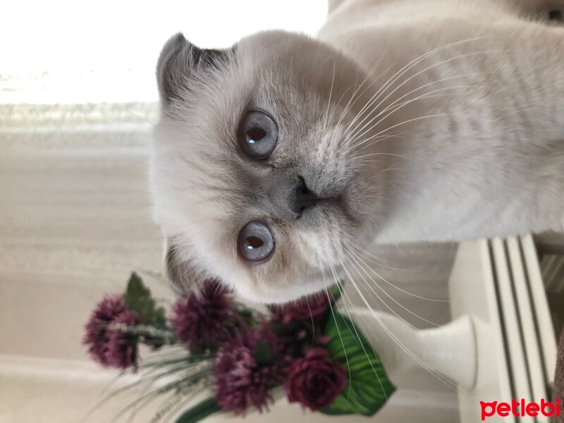 Scottish Fold, Kedi  Paşa fotoğrafı