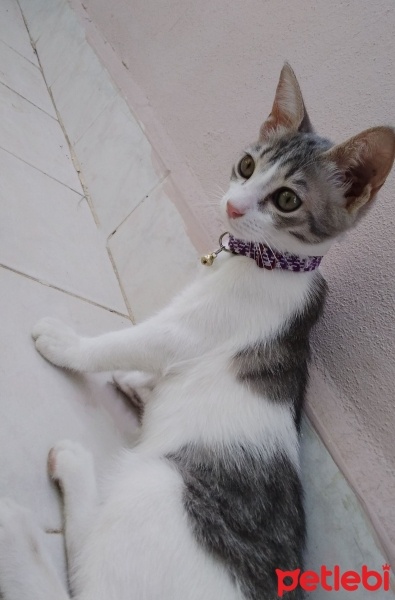 Tekir Kedi, Kedi  Mia fotoğrafı