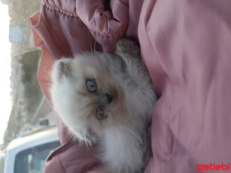 Scottish Fold, Kedi  Ercü fotoğrafı