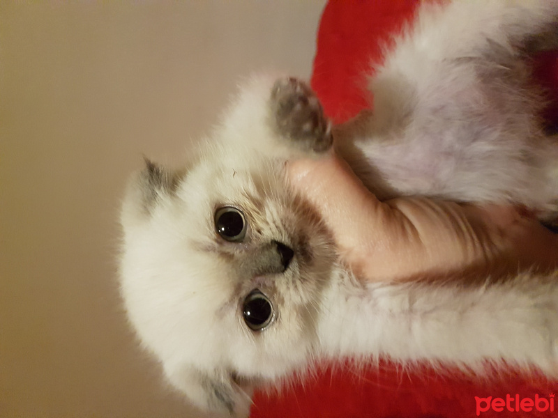 Scottish Fold, Kedi  Ercü fotoğrafı