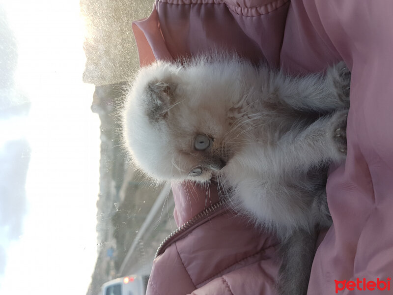 Scottish Fold, Kedi  Ercü fotoğrafı