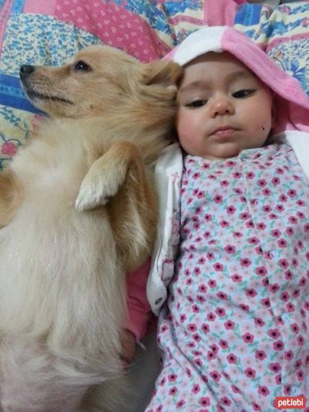 Pomeranyalı, Köpek  loya fotoğrafı