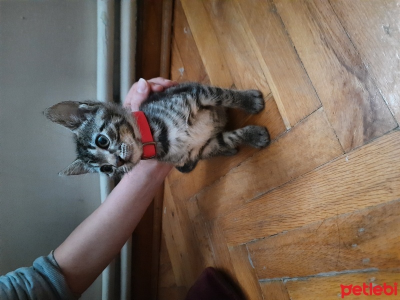 Tekir Kedi, Kedi  Turşu fotoğrafı