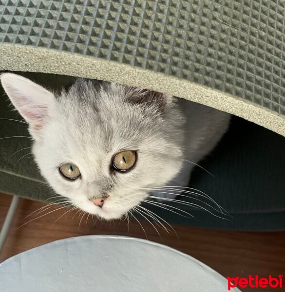 British Shorthair, Kedi  Casper fotoğrafı