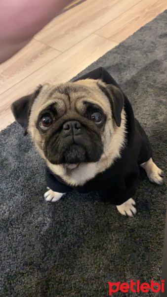 Pug, Köpek  Bart (rıfkı) fotoğrafı