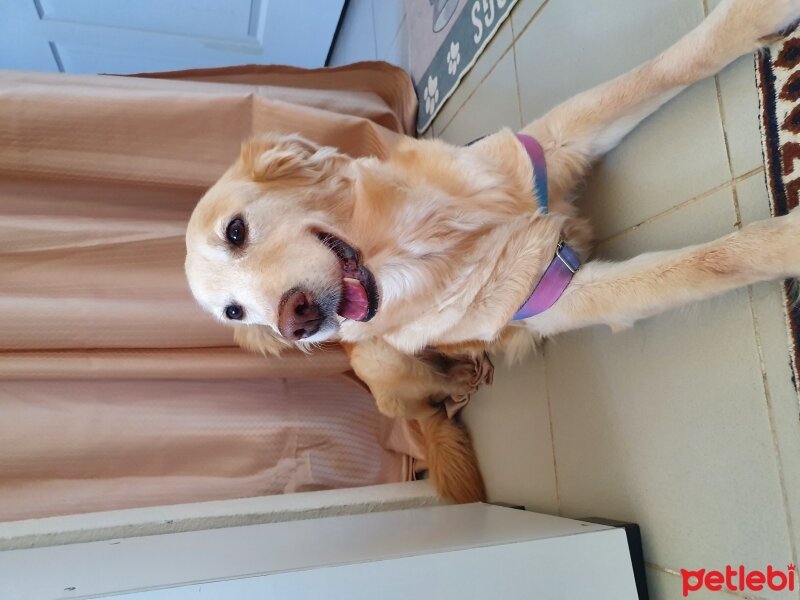 Golden Retriever, Köpek  Şila, Hatay ve çevre iller, Acil yuva fotoğrafı