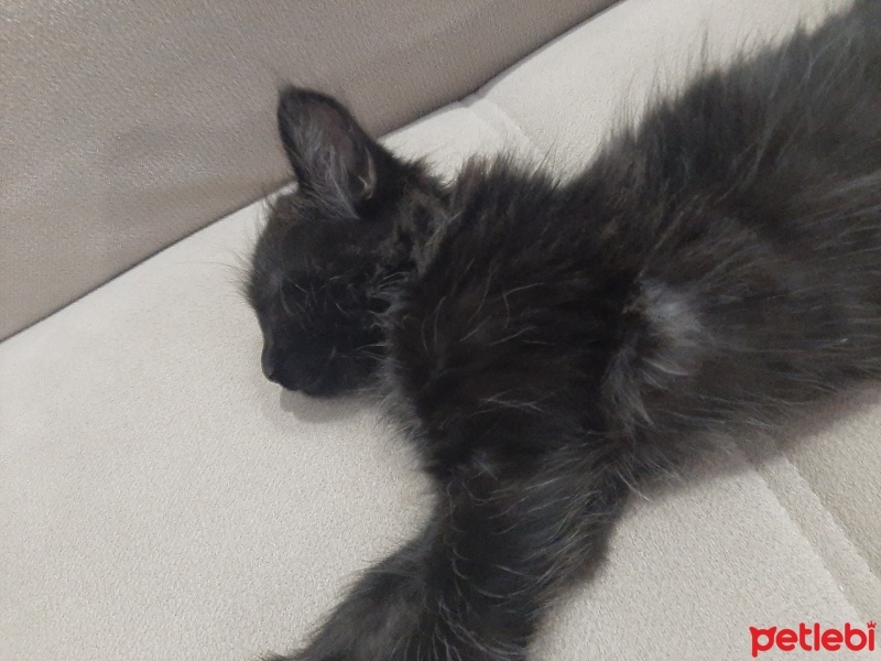 Tekir Kedi, Kedi  Susu fotoğrafı