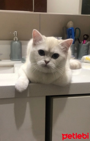 British Shorthair, Kedi  Paşa fotoğrafı