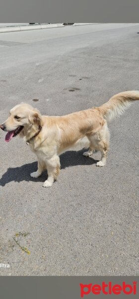 Golden Retriever, Köpek  Golden fotoğrafı