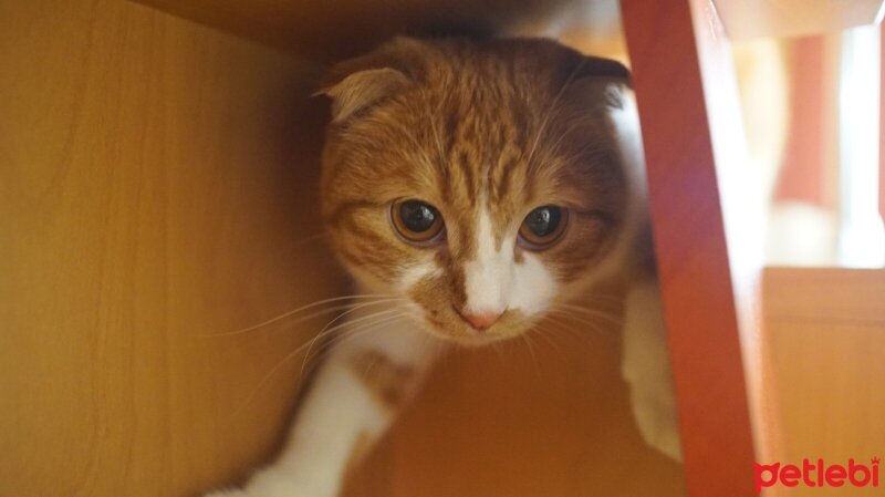 Scottish Fold, Kedi  Şira fotoğrafı