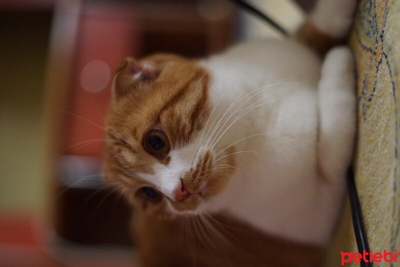 Scottish Fold, Kedi  Şira fotoğrafı