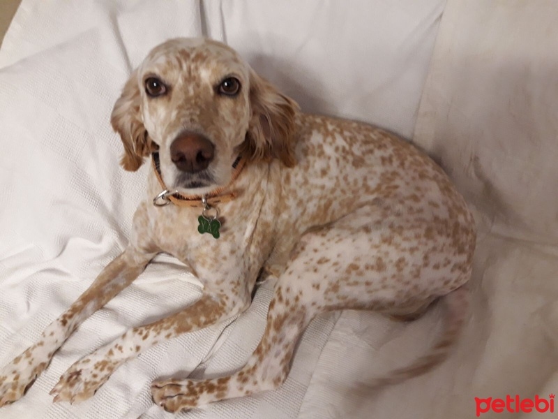İngiliz Setter, Köpek  YAZ fotoğrafı