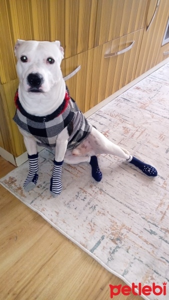 Amerikan Pitbull Terrier, Köpek  Duke fotoğrafı