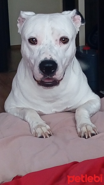 Amerikan Pitbull Terrier, Köpek  Duke fotoğrafı
