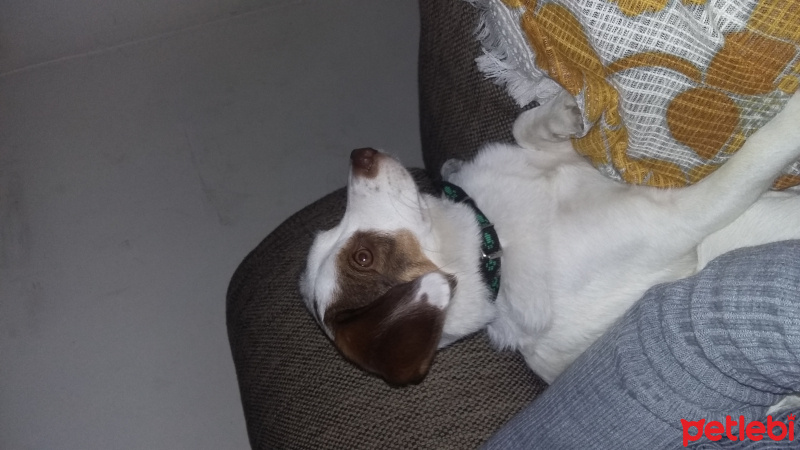 Jack Russell Terrier, Köpek  peşte  fotoğrafı