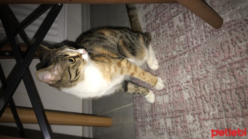 Tekir Kedi, Kedi  Molly fotoğrafı