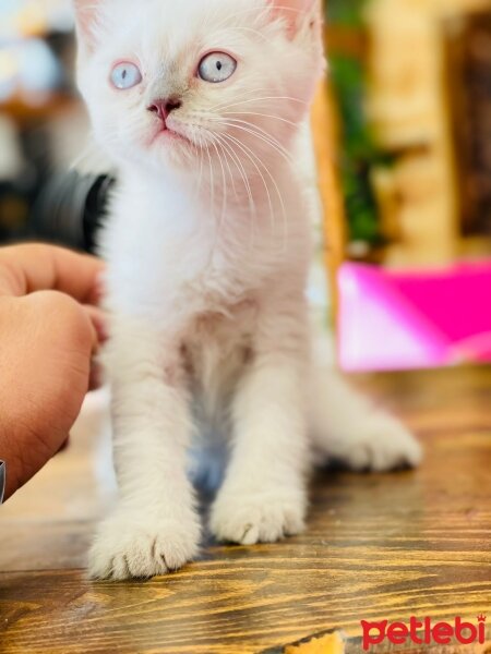 Scottish Fold, Kedi  ARYA fotoğrafı