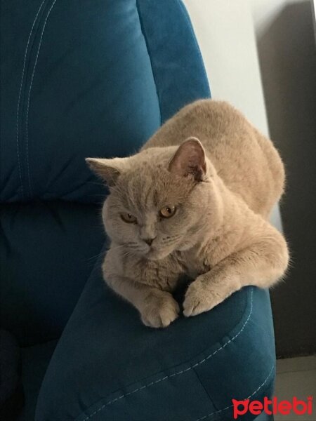 British Shorthair, Kedi  Pika Şef fotoğrafı