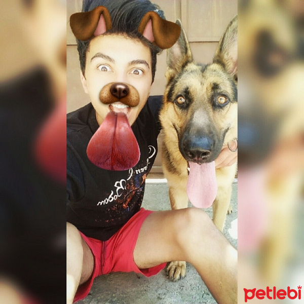 Alman Çoban Köpeği, Köpek  PAŞA  fotoğrafı