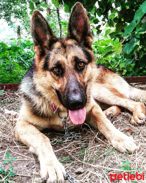 Alman Çoban Köpeği, Köpek  PAŞA  fotoğrafı