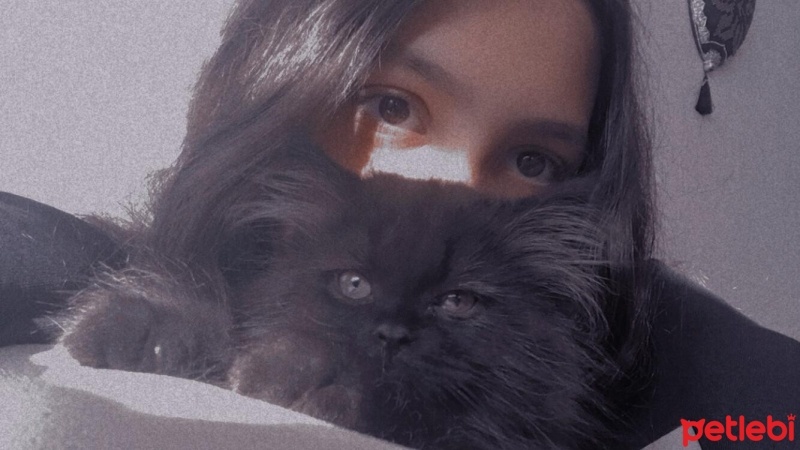 British Longhair, Kedi  GECE fotoğrafı