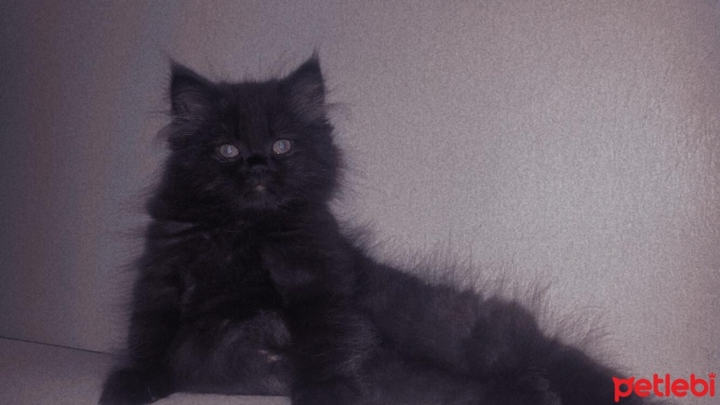 British Longhair, Kedi  GECE fotoğrafı