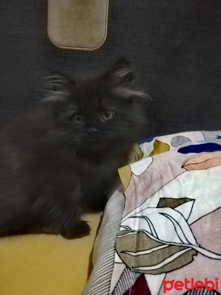 British Longhair, Kedi  GECE fotoğrafı