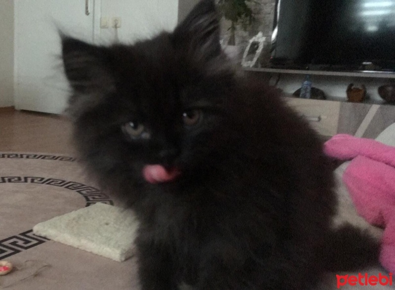 British Longhair, Kedi  GECE fotoğrafı
