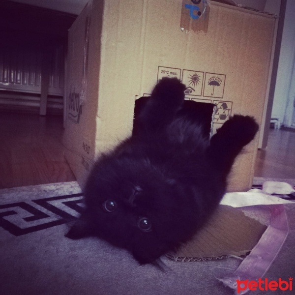 British Longhair, Kedi  GECE fotoğrafı