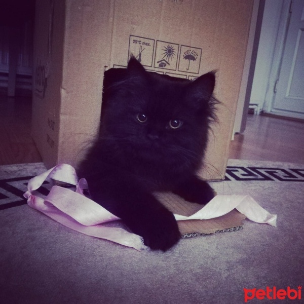 British Longhair, Kedi  GECE fotoğrafı