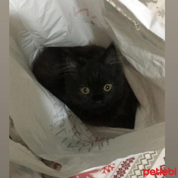 British Longhair, Kedi  GECE fotoğrafı