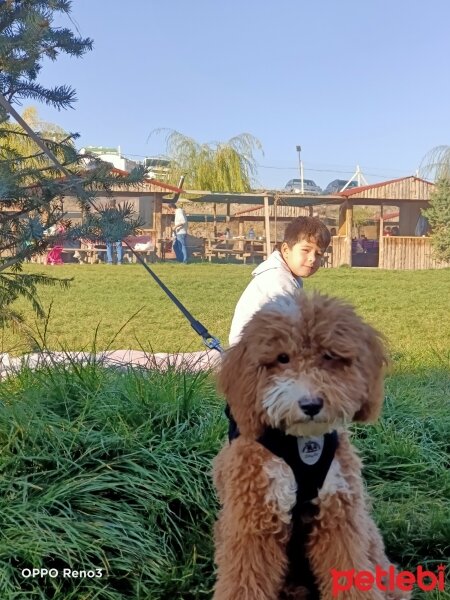 Poodle (Minyatür Kaniş), Köpek  Tarçın fotoğrafı