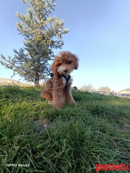 Poodle (Minyatür Kaniş), Köpek  Tarçın fotoğrafı