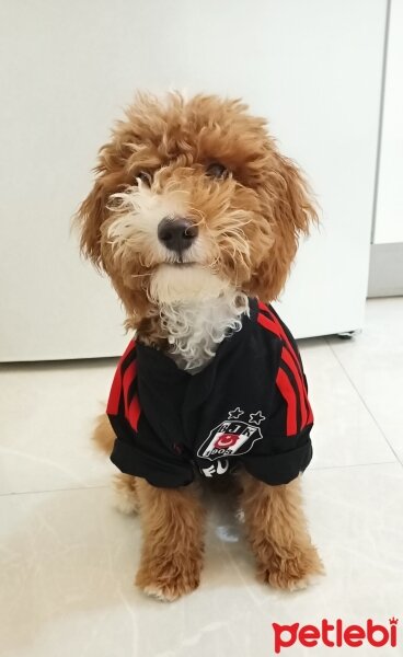 Poodle (Minyatür Kaniş), Köpek  Tarçın fotoğrafı