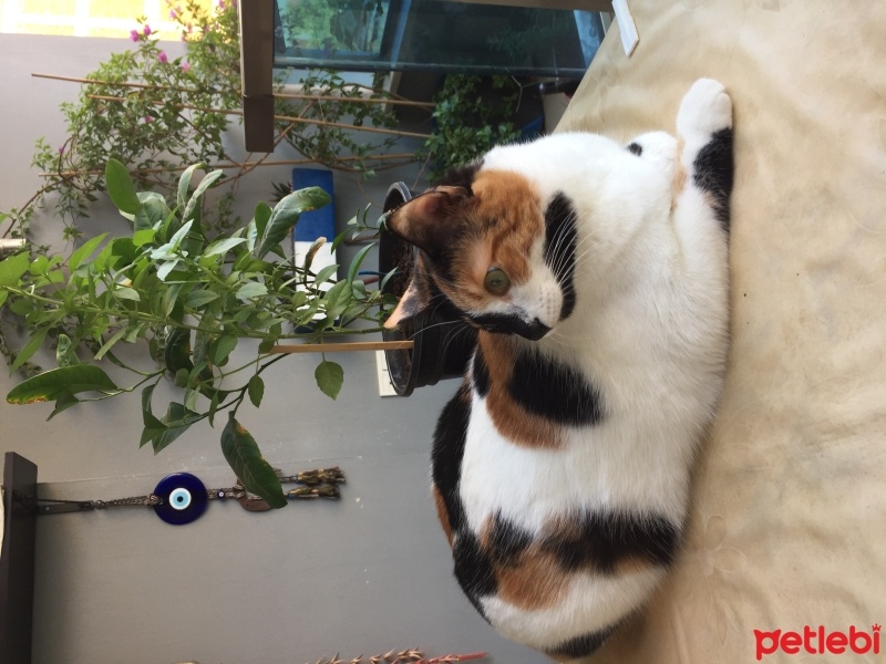 Tekir Kedi, Kedi  SAGA fotoğrafı