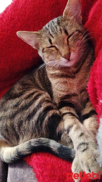 Bengal, Kedi  Bella fotoğrafı