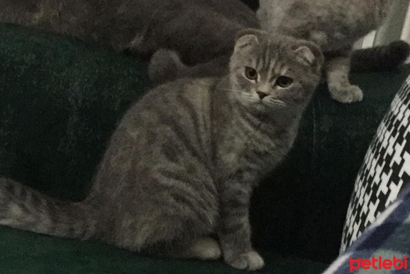 Scottish Fold, Kedi  Gölge fotoğrafı