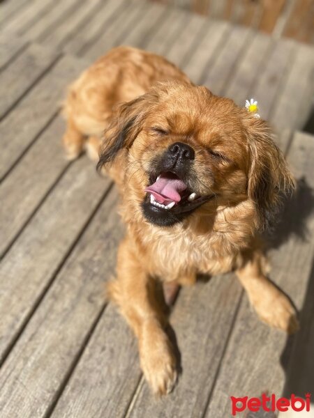 Pekingese, Köpek  Balım fotoğrafı