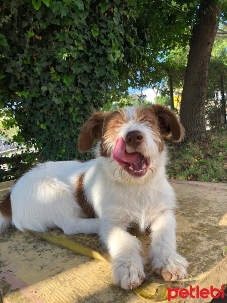 Sokö (Sokak Köpeği), Köpek  Şila fotoğrafı