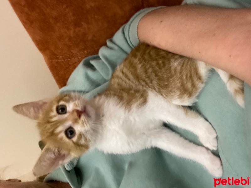 Sarman, Kedi  Dobby fotoğrafı