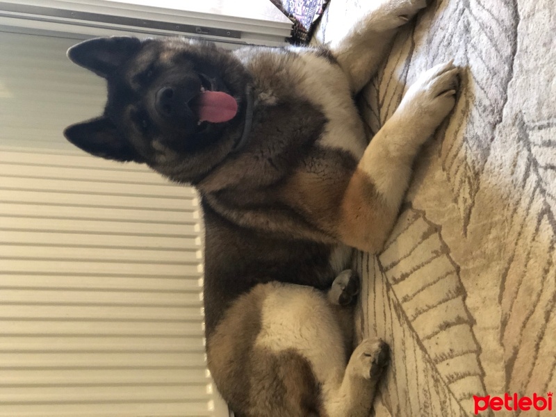 Akita İnu, Köpek  LUCY fotoğrafı