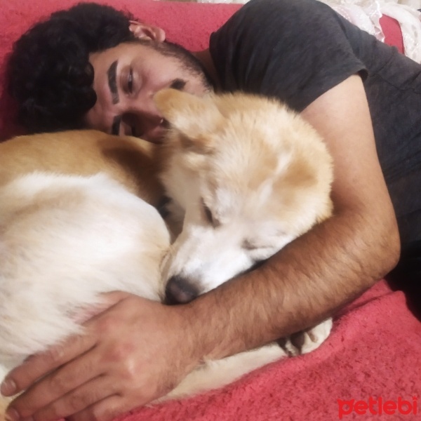 Sibirya Kurdu (Husky), Köpek  Karlos fotoğrafı