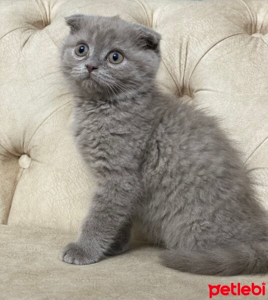 Scottish Fold, Kedi  Paşa fotoğrafı